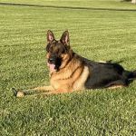 Burr Ridge Veterinary Clinic