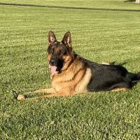 Burr Ridge Veterinary Clinic ico