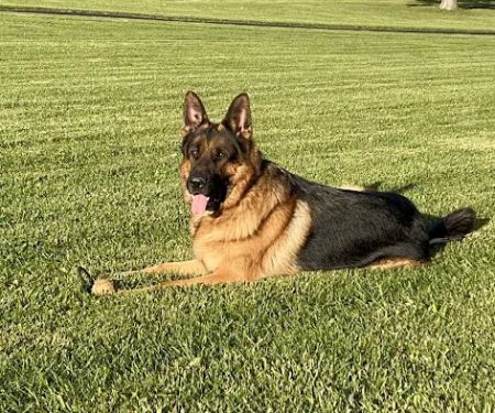 Burr Ridge Veterinary Clinic