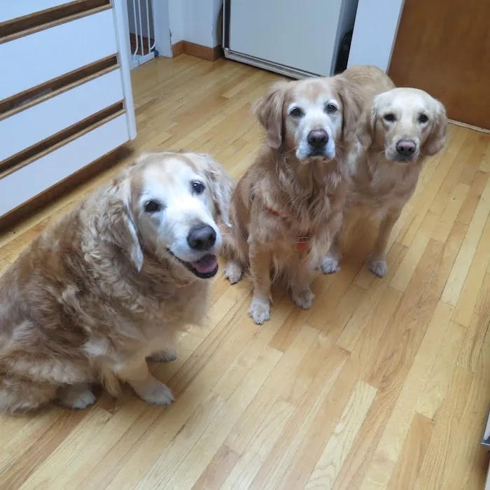 Village Veterinary Practice Picture 10