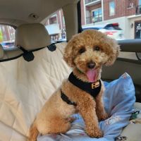 Village Veterinary Practice ico