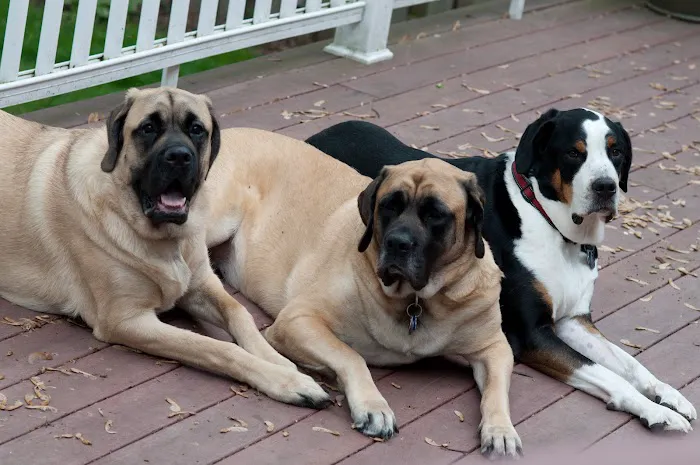 Village Veterinary Practice Picture 6