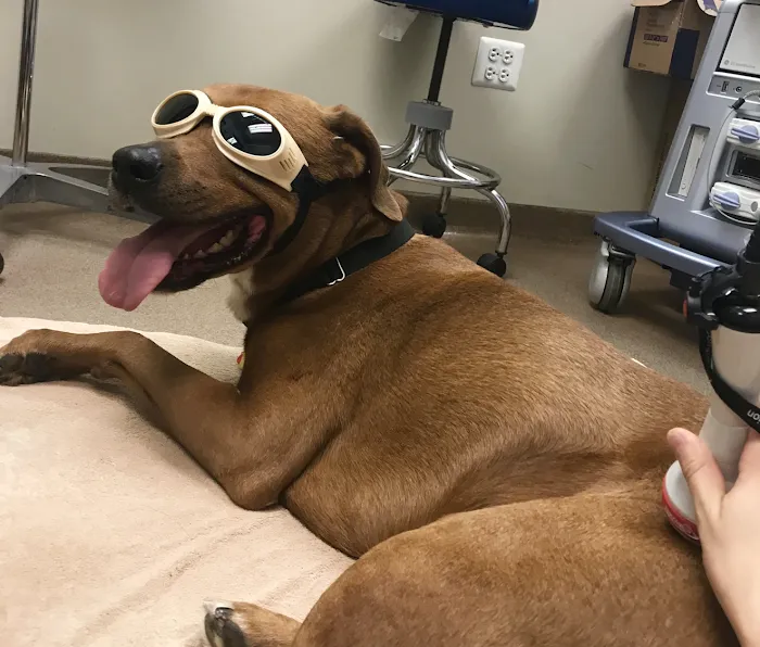 VCA West Suburban Veterinary Hospital Picture 9