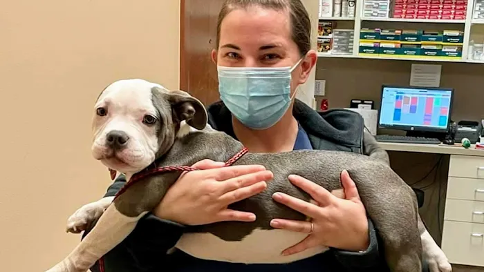 VCA West Suburban Veterinary Hospital Picture 7