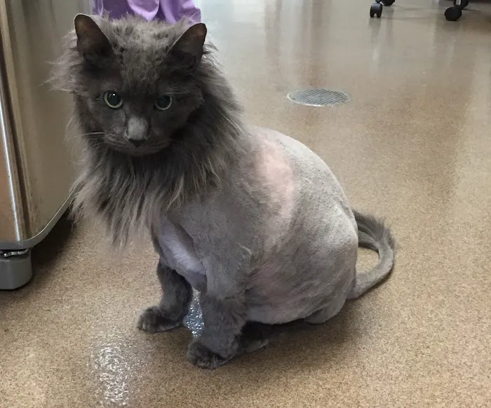 VCA West Suburban Veterinary Hospital Picture 8