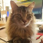 West Suburban Veterinary: Muehrcke Alison D DVM