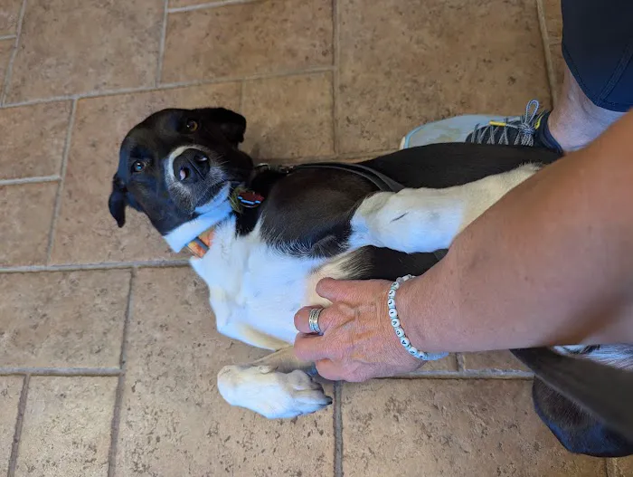 West Suburban Veterinary: Muehrcke Alison D DVM Picture 2