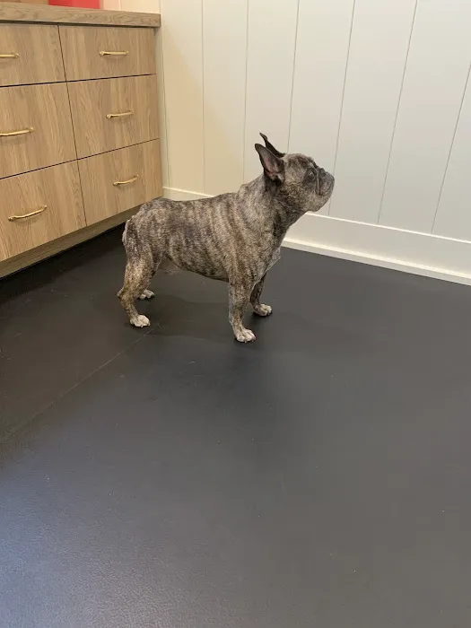 Companion Animal Rehab and Athletics Picture 1