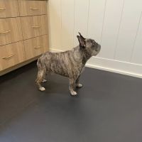 Companion Animal Rehab and Athletics ico
