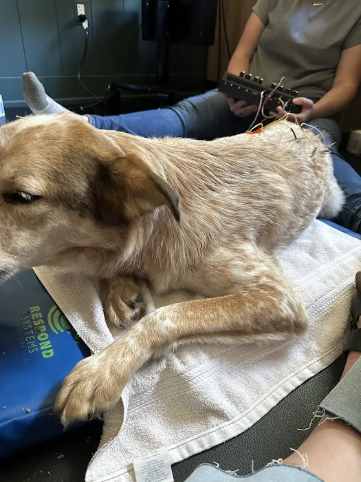Companion Animal Rehab and Athletics Picture 8