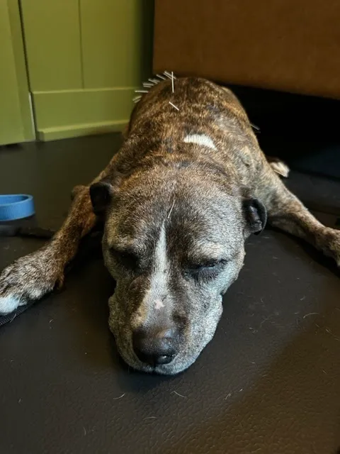 Companion Animal Rehab and Athletics Picture 2