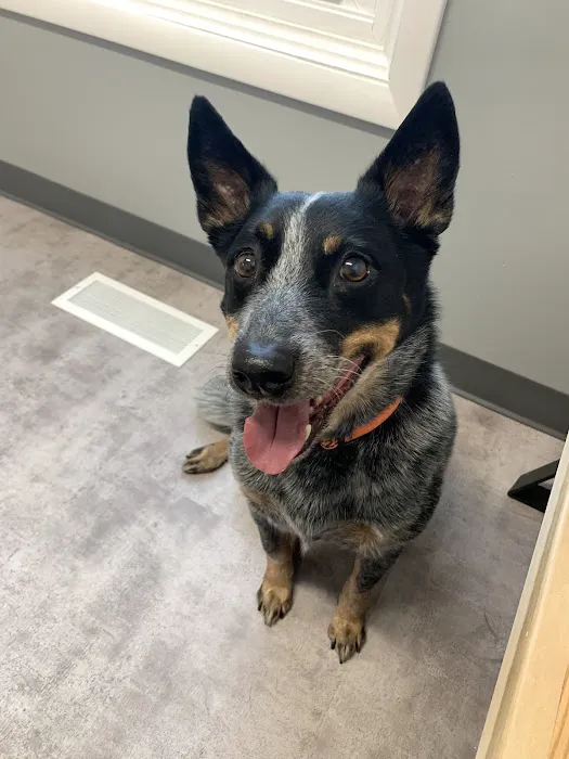 Thrive Pet Healthcare - Elmhurst Picture 7