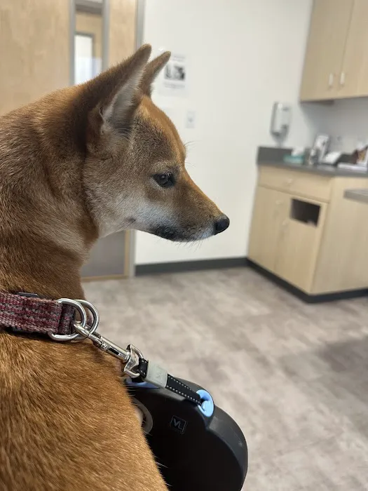 Thrive Pet Healthcare - Elmhurst Picture 6