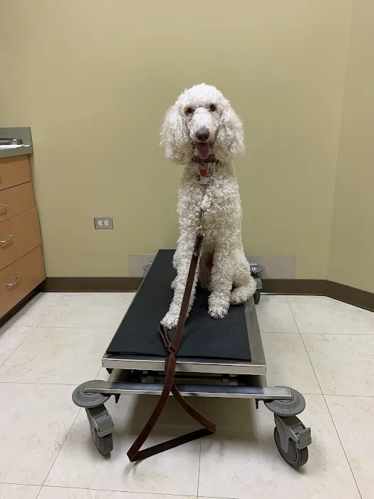 Northlake Animal Hospital Picture 1