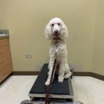 Northlake Animal Hospital