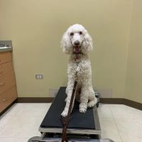 Northlake Animal Hospital ico
