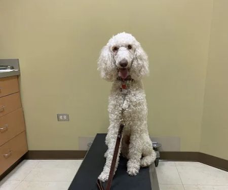 Northlake Animal Hospital