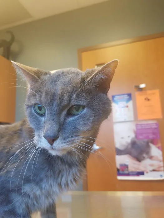 Northlake Animal Hospital Picture 6