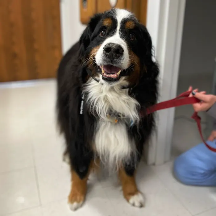 DeVries Animal Hospital Picture 7