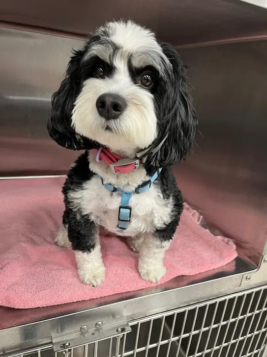 DeVries Animal Hospital Picture 8