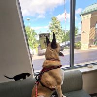 Elmhurst Animal Care Center ico