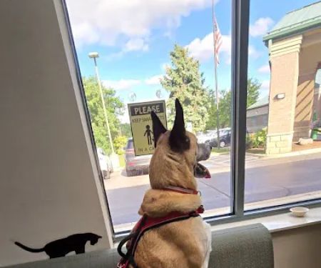 Elmhurst Animal Care Center