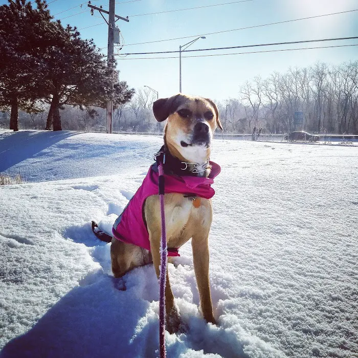Elmhurst Animal Care Center Picture 2