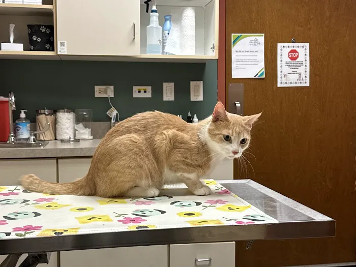 Elmhurst Animal Care Center Picture 4