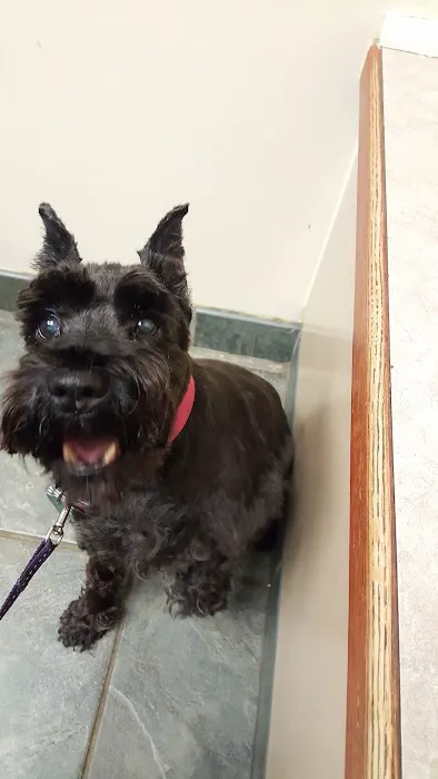 Elmhurst Animal Care Center Picture 7
