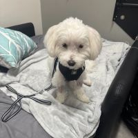 Veterinary Emergency Group ico