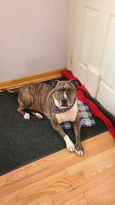 VCA Franklin Park Animal Hospital Picture 9
