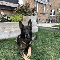 VCA Franklin Park Animal Hospital ico