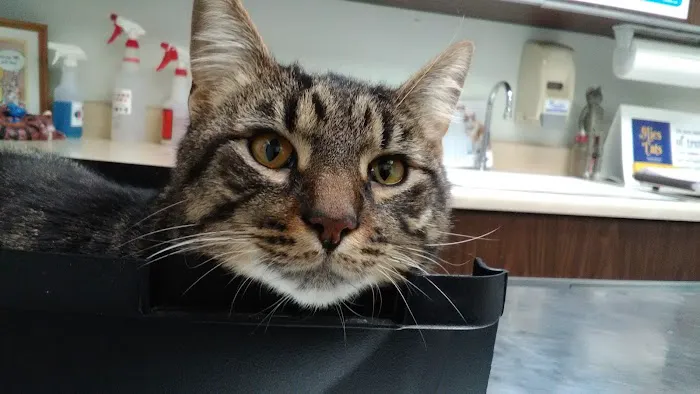 VCA Franklin Park Animal Hospital Picture 2