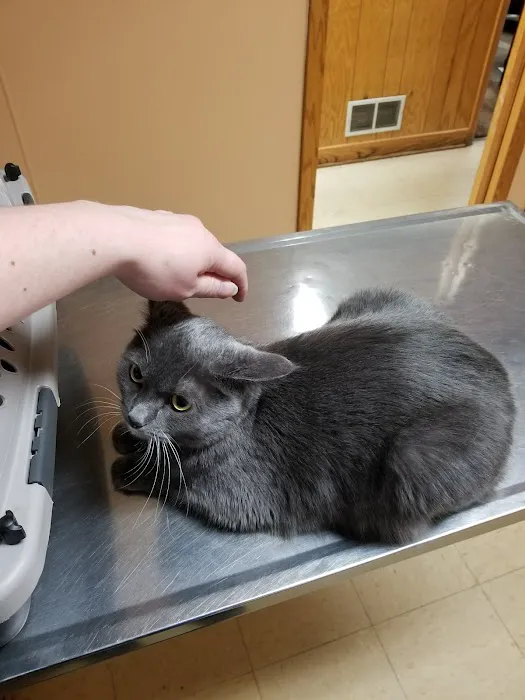 Animal Care Hospital of Schiller Park Picture 1