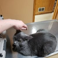 Animal Care Hospital of Schiller Park ico