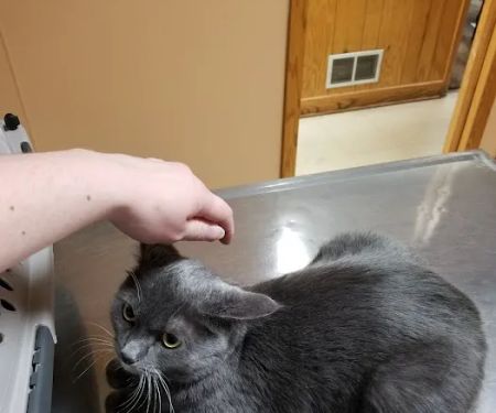 Animal Care Hospital of Schiller Park