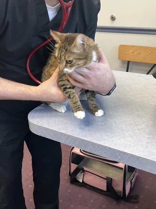 Abbeywood Cat Hospital Picture 7