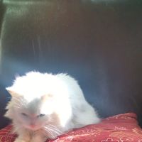 Abbeywood Cat Hospital ico