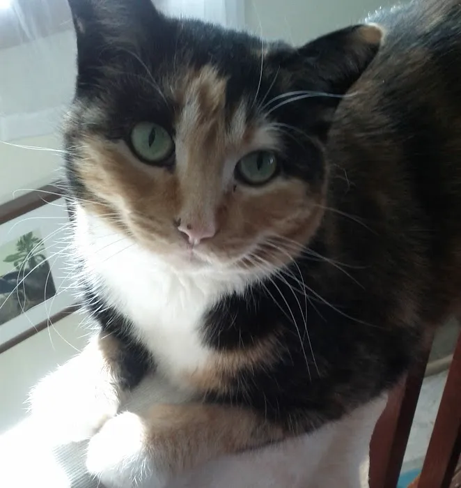 Abbeywood Cat Hospital Picture 3
