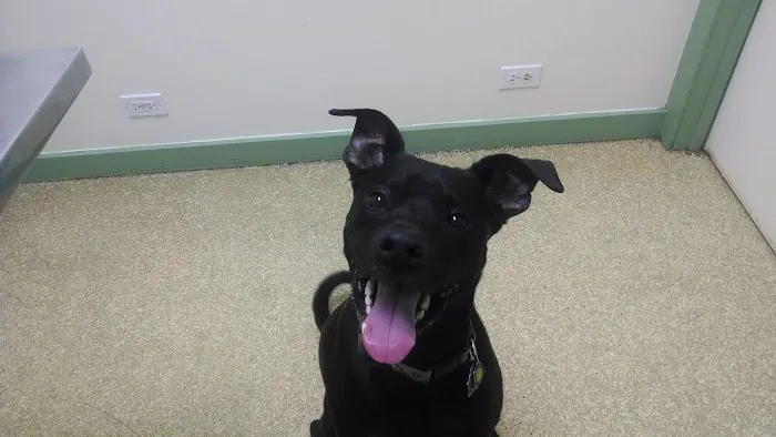 Broadway Animal Hospital Picture 5