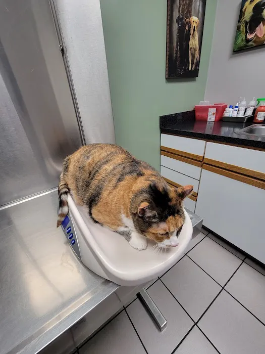 Mayfair Animal Clinic PC - Chicago, IL Picture 6