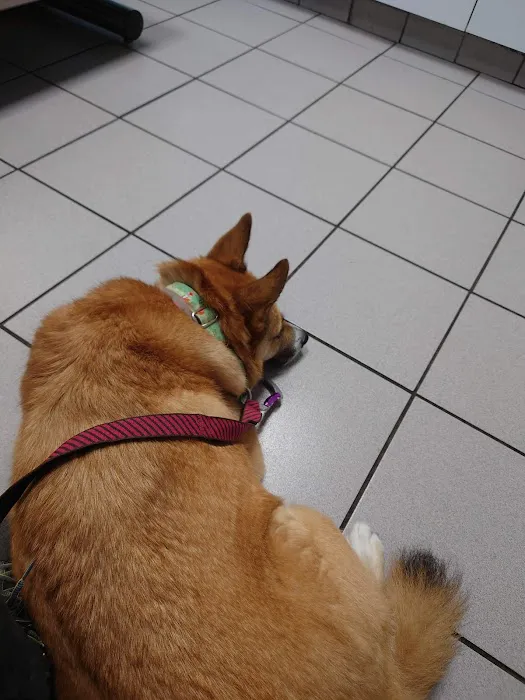 Mayfair Animal Clinic PC - Chicago, IL Picture 7