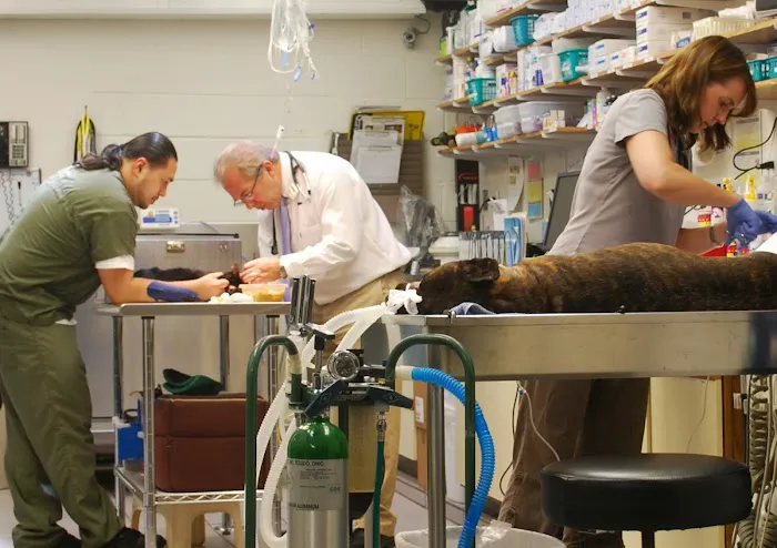 Mayfair Animal Clinic PC - Chicago, IL Picture 10