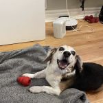 Paws and Feathers Emergency Hospital
