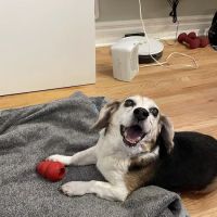 Paws and Feathers Emergency Hospital ico