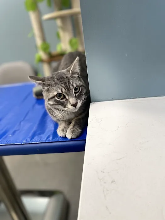Paws and Feathers Emergency Hospital Picture 6