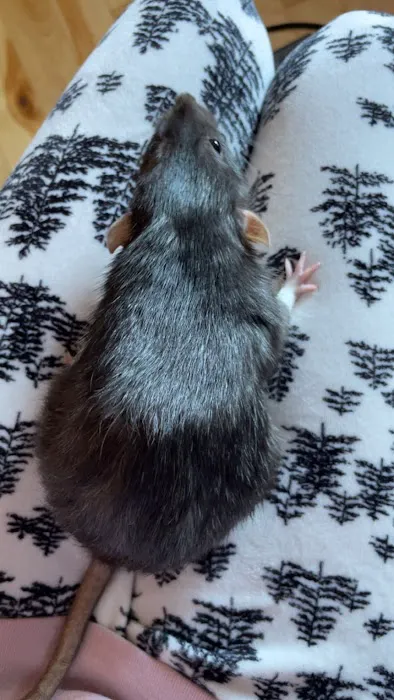 Paws and Feathers Emergency Hospital Picture 7
