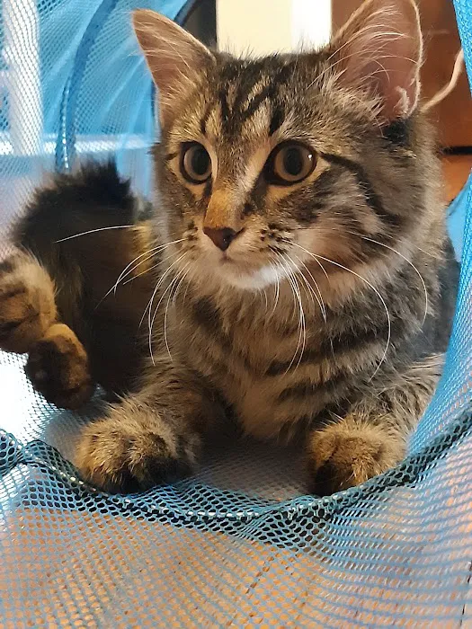 Paws and Feathers Veterinary Clinic and Emergency Hospital Picture 4
