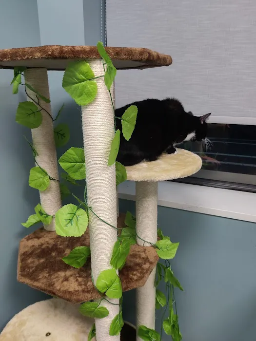 Paws and Feathers Veterinary Clinic and Emergency Hospital Picture 5