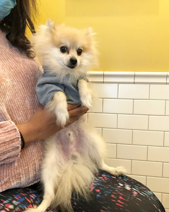 Oz Animal Hospital Rogers Park Picture 10